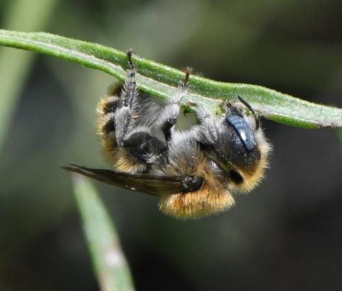 Réf. 283 562 : Hoplitis sp.